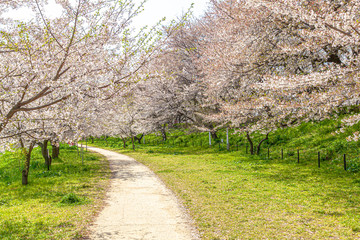 Fototapeta premium 権現堂堤 満開の桜