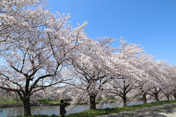 元荒川の河川敷に咲くソメイヨシノ（サクラ）の花