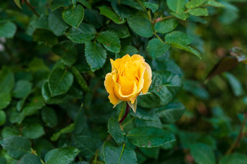 Beauitful Rose