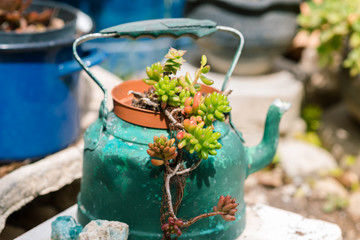 Reused planter ideas. Second-hand kettles, saucepans, old teapots turn into garden flower pots....