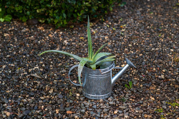 Planter watering can in the yard