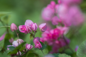 Selective focus close up Mexican creeper flower in the garden.