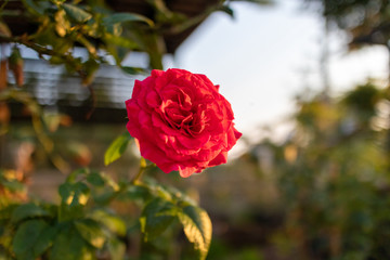 Close up of bloomed red rose in the garden with low sunrise.