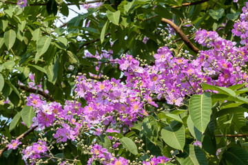 Purple flower are blooming in a garden.Beautiful Lagerstroemia Loudoni blooming flower.