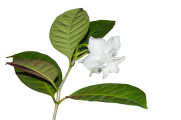 White flower with ragged edges of tebernaemontana. Home plants.