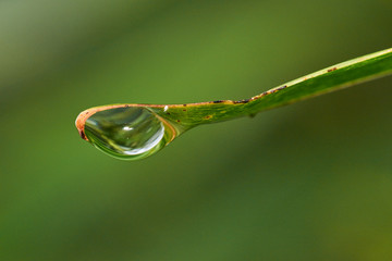 A selective-focus image of a droplet of water clinging to the tip of a blade of grass - or strappy...