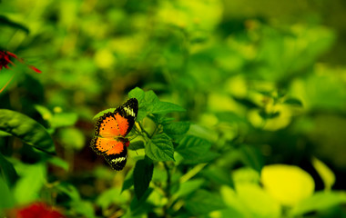 A bright orange-red butterfly attracts the nectar from flowers.