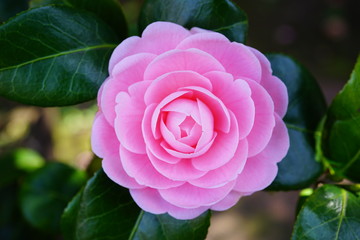 椿　つばき　八重　桃色　ピンク　花
