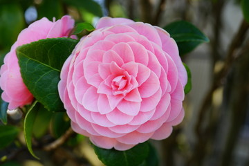 椿　つばき　八重　桃色　ピンク　花