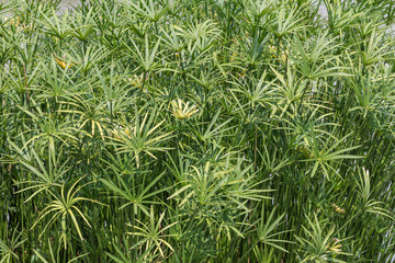Selective focus of the green sedges field background.