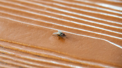 Flies on brown wood fly, species of flies in Thailand