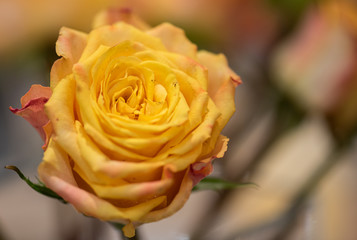 Bouquet of fresh roses, flower bright background.