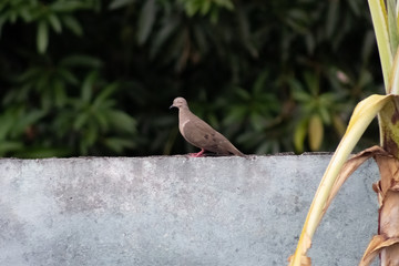bird on the fence