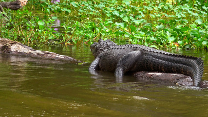 Wild alligator in the swamp of Louisiana