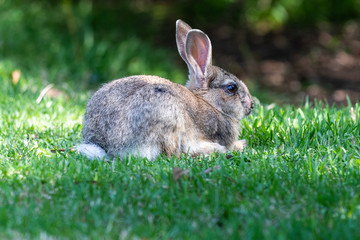 A Rabbit sitting in the grass