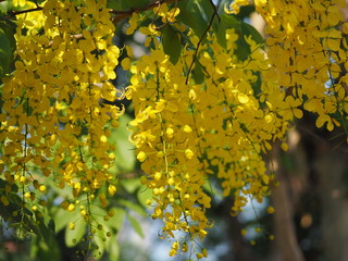 yellow color flowers Cassia fistula, Golden Shower Tree, Ratchaphruek full blooming beautiful in garden blurred of nature background