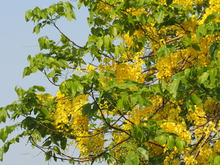 yellow color flowers Cassia fistula, Golden Shower Tree, Ratchaphruek full blooming beautiful in garden blurred of nature background