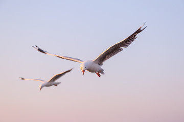 A seagull flying