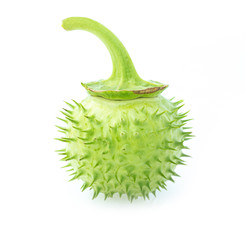 Datura stramonium Isolated on white background.