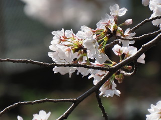 桜