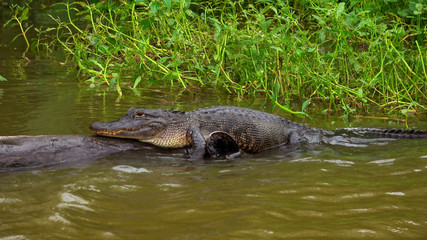 Fototapeta na wymiar Wild animals in the swamp - an alligator lying on a trunk