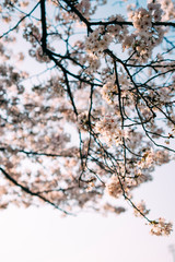 街にある日常の桜