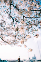Fototapeta premium 街にある日常の桜