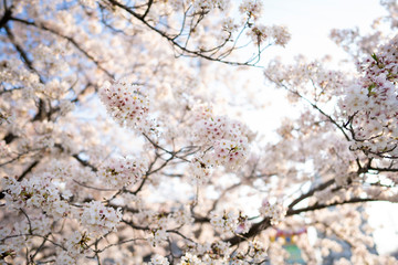 光と桜