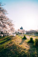 Obraz premium 街にある日常の桜