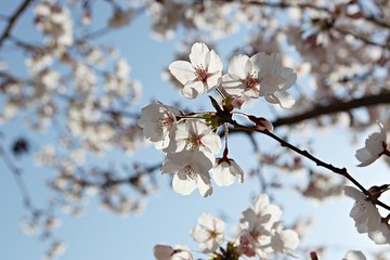 한국 인천시 남동구 인천대공원 입니다