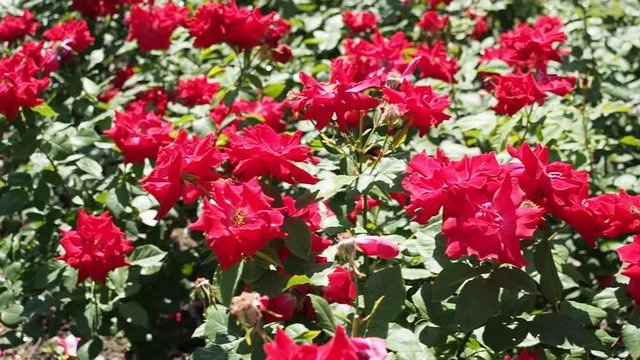 Bunch of beautiful blooming flowers of red rose (Floribunda "UNCLE WALTER" - McGREDY 1963) in botanical garden in HD VIDEO. Illuminated by sunlight. Close-up.