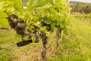 grape vines in vineyard