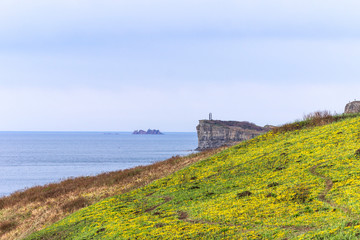 The rocky coast of the Sea of Japan on the Russian island in Vladivostok, covered with the first spring yellow flowers - Amur Adonis, on a clear sunny spring day.