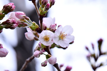 さくら2020年　さくらの先始めを撮影ソメイヨシノ桜薄いピンクです。