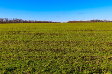 Field of young green wheat at spring