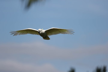 Cockatoo