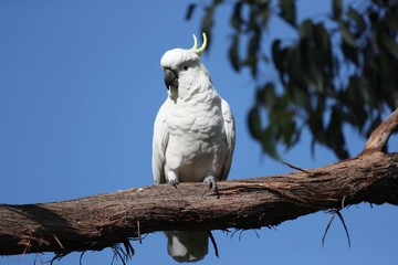 Cockatoo