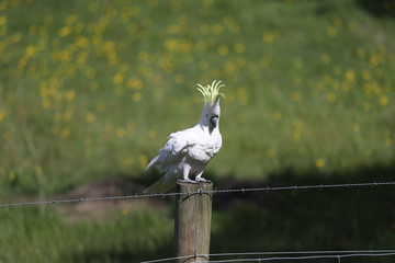 Cockatoo