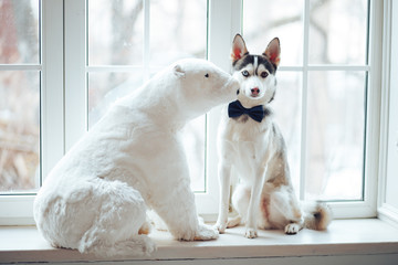 Husky dog ​​with different eye color sits in a bow-tie close-up blurred background
