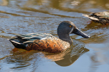 Australian Shoveler in New Zealand