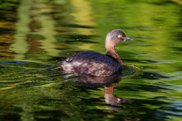 Dabchick - Endemic New Zealand Grebe