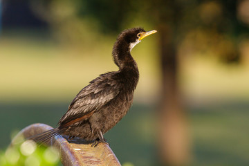 Little Pied Cormorant in Australasia