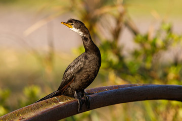 Little Pied Cormorant in Australasia