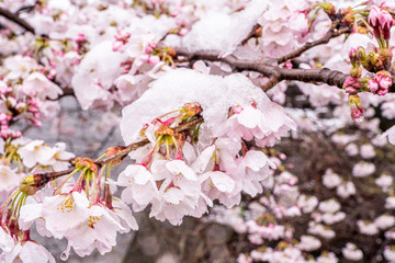 Fototapeta na wymiar 山梨県 勝沼ぶどう郷 雪と桜