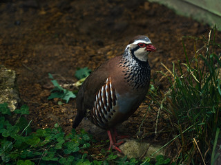 Red-legged partridge bird in an enclosure.