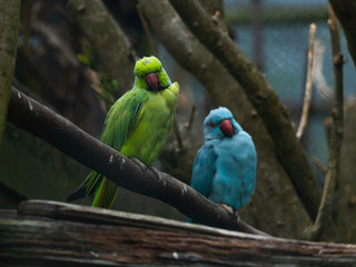 Two juvenile parakeets on a perch.