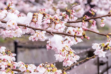 山梨県 勝沼ぶどう郷 雪と桜