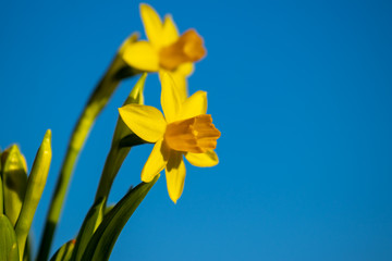 Frühlingsblumen zeigen ihre Pracht