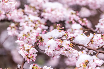 山梨県 勝沼ぶどう郷 雪と桜