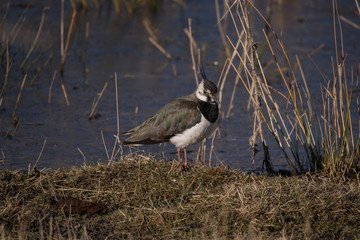 Northern lapwing on the bank of a pond at the district Djurg&aring;rden in Stockholm a sunny morning spring